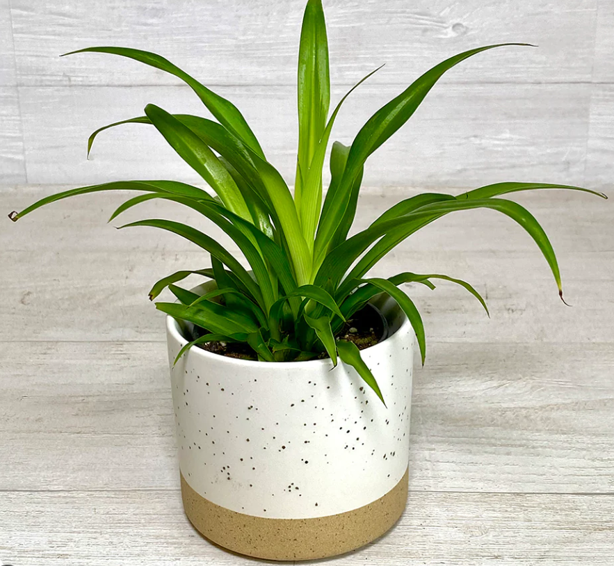 Green Spider Plant: Price, Care and Propagation Guide