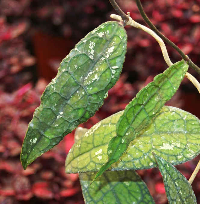 Hoya clemensiorum - Care and Propagate Guide